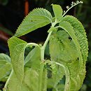 Laportea bulbifera