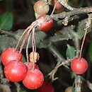 Malus sikkimensis (jabłoń sikkimska)