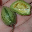 Solanum corymbiflorum
