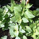 Urtica holosericea