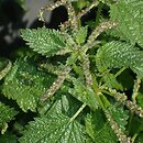 Urtica membranacea