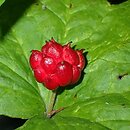 Hydrastis canadensis (gorzknik kanadyjski)
