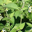 Solanum chenopodioides