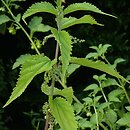 Urtica platyphylla
