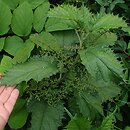 Laportea cuspidata