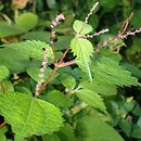 Boehmeria tricuspis