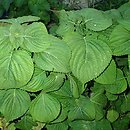 Perilla frutescens (pachnotka półkrzewiasta)