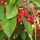 Malus toringo (jabłoń japońska)