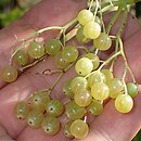 Sambucus nigra Albida