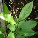 Asimina parviflora
