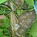 Dioscorea bulbifera