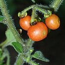 Solanum alatum (psianka skrzydlata)