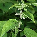 Urtica gracilis