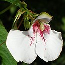 Impatiens tinctoria (niecierpek barwierski)