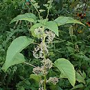 Laportea canadensis
