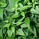 Rubia cordifolia (marzana sercolistna)