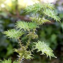 Urtica bianorii