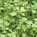 Urtica circularis