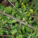 Sageretia paucicostata