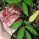 Sambucus williamsii