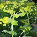 Smyrnium perfoliatum