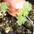 Urtica flabellata