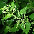 Urtica atrovirens