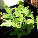Urtica ferox