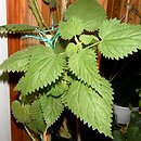 Urtica magellanica