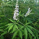 Vitex negundo