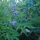 Vitex (niepokalanek)