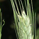 ×Tritordeum (pszenjęczmień)