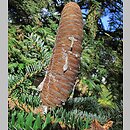 Abies chensiensis
