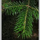 Abies cilicica (jodła syryjska)