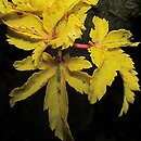 Acer palmatum Crispum