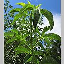 Aesculus californica