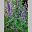 Agastache (kłosowiec)