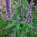 Agastache rugosa (kłosowiec pomarszczony)