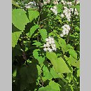 Ageratina altissima (sadziec pomarszczony)