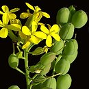 Alyssoides utriculata