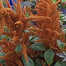 Amaranthus hypochondriacus (szarłat posępny)