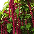 Amaranthus caudatus (szarłat zwisły)