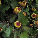 Acmella oleracea (znieczulecznik warzywny)