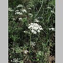 Ammi majus (aminek wielki)