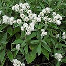Anaphalis triplinervis (anafalis trójnerwowy)