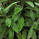 Anaphalis triplinervis (anafalis trójnerwowy)