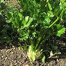 Apium graveolens var. rapaceum (seler korzeniowy)