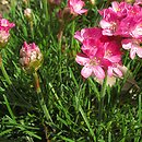 Armeria maritima (zawciąg pospolity)