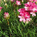 Armeria (zawciąg)