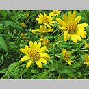 Arnica chamissonis (arnika Chamissa)
